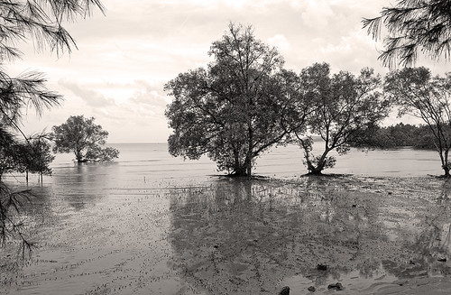 Mangroves - View from Bang Pae Seafood