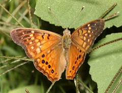 Anglų lietuvių žodynas. Žodis emperor moth reiškia imperatorius drugelis lietuviškai.