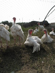 Turkeys - First Nature Farms, Alberta, Canada