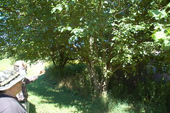 Pair of Mulberry Trees <a style="margin-left:10px; font-size:0.8em;" href="http://www.flickr.com/photos/91915217@N00/4997190853/" target="_blank">@flickr</a>