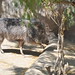 San Diego - More peccary