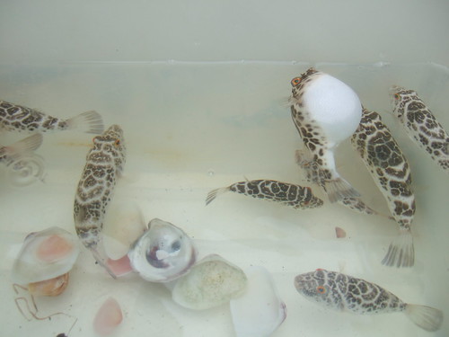 puffers and shells
