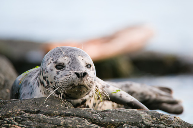 Harbour Seal Pup