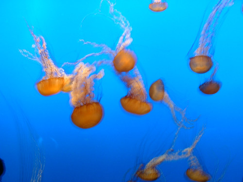 Jellyfish at the Monterey Aquarium