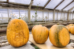 Pumpkins in an Old Glasshouse....#2