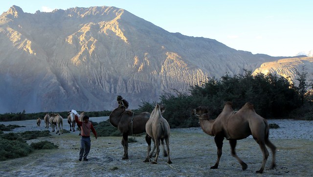 Bactrian Camels at Hunder