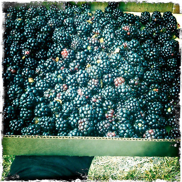 summer scrapbook :: berry picking and jam making...