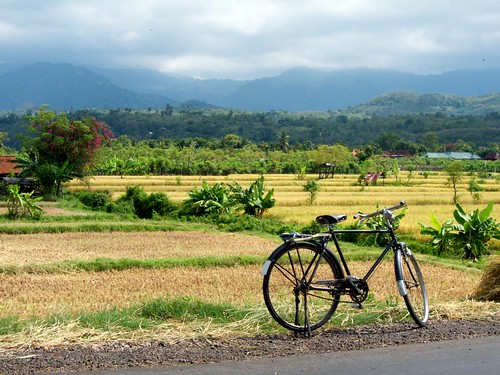 Bicycle and Rice Fields