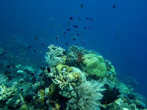 Tulamben Coral