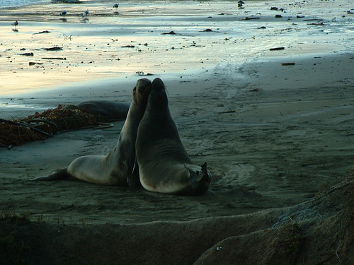 Seals on Highway One
