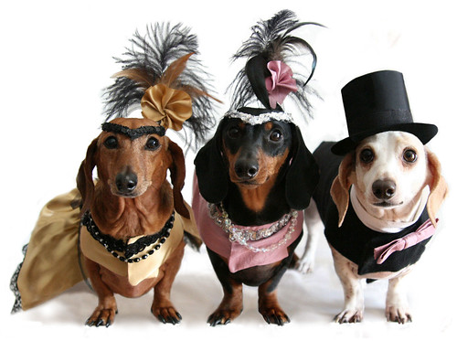 Moulin Rouge Doxies