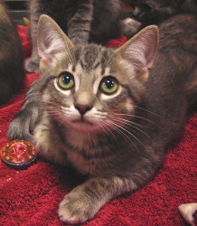 Gray kitten on red blanket