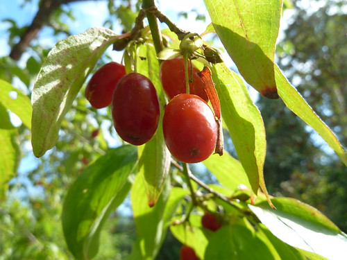 Cornelian Cherry 'Variegata'