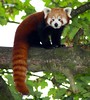 Red Panda • <a style="font-size:0.8em;" href="http://www.flickr.com/photos/9907391@N02/5086355076/" target="_blank">View on Flickr</a>