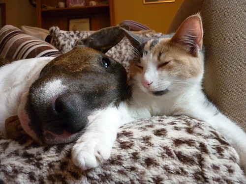 WINSTON THE BULLTERRIER WITH CLEMENTINE
