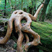Yakushima forest • <a style="font-size:0.8em;" href="https://www.flickr.com/photos/40181681@N02/5208510324/" target="_blank">View on Flickr</a>