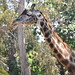 San Diego - Giraffe