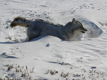 Coyote Found Frozen Dead In His Tracks... Literally