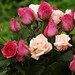 pink-roses-dsc03286-dwp