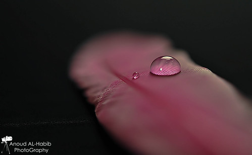 [EXPLORED FRONT PAGE] ( Anoud Abdullah AlHabib) pink macro water drops nikon all super right explore 60mm frontpage reserved d90 fuces