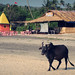 Cattle on Goa beach • <a style="font-size:0.8em;" href="https://www.flickr.com/photos/40181681@N02/4839724324/" target="_blank">View on Flickr</a>