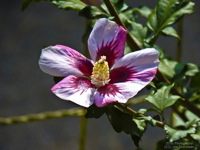hibiscus flower | flickr – 相片分享!