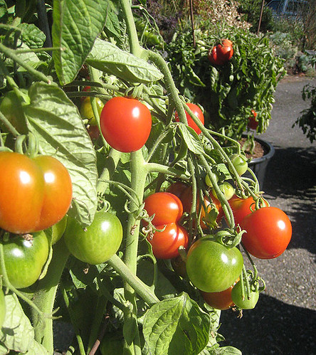 September tomatoes