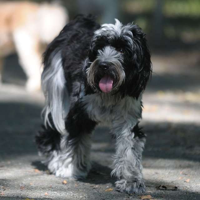 tibetan terriers playing | flickr – 相片分享!