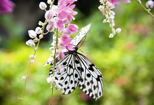 Butterfly at Phuket Butterfly Garden