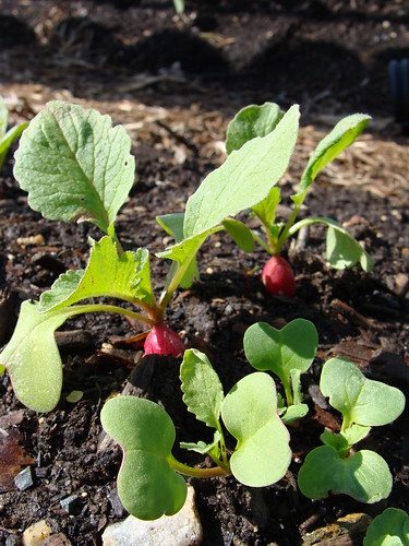 Baby Radishes