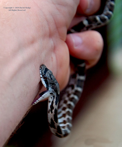 Baby Rat Snakes Bite