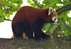 Red Panda • <a style="font-size:0.8em;" href="http://www.flickr.com/photos/9907391@N02/5086354190/" target="_blank">View on Flickr</a>