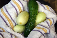 cucumbers 029