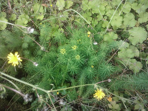 Photo: Euphorbia cyparissias