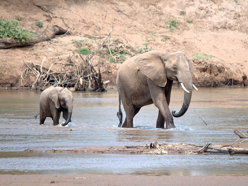 Elephant river. Слон река. Союз зверей слониха. Бурого цвета слон.