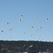 La patrouille aérienne du lac St Point • <a style="font-size:0.8em;" href="http://www.flickr.com/photos/53131727@N04/4928582229/" target="_blank">View on Flickr</a>