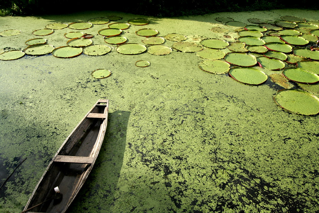 A wooden canoe surrounded by lily pads rests on the tranquil water of a pond near the Amazon River in Iquitos, Peru.
