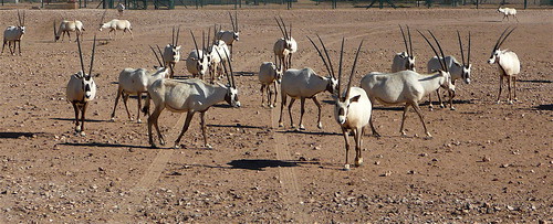 the oryx
