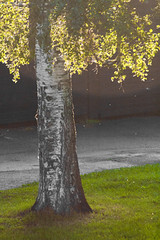 213/365 - Sunny leaves
