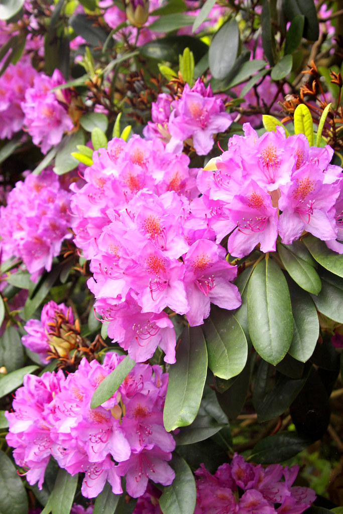 Photo: Rhododendron giam