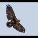 Aguila Juvenil por José de Pablo