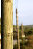Wooden electricity poles