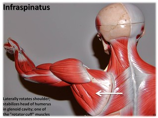 Infraspinatus - Muscles of the Upper Extremity Visual Atlas, page 43