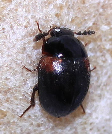 fungus beetle Anisotoma humeralis.
