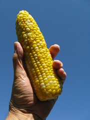 Hand som håller upp en majskolv