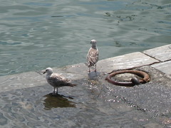 gaviotas santurtzi