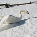 Cygne en configuration bobsleigh • <a style="font-size:0.8em;" href="http://www.flickr.com/photos/53131727@N04/4928582067/" target="_blank">View on Flickr</a>