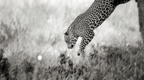 Leaping Leopard!