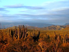 Thirsty saguaros awaiting the rain