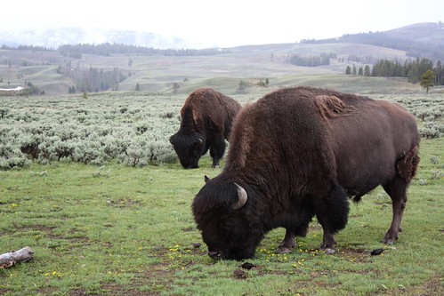 buffalo shedding